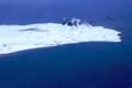 Potter Peninsula, Anarctica